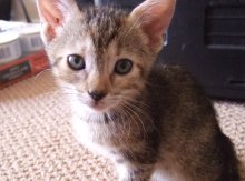 another picture of Tiny Tot, a Domestic Short Hair brown tabby