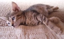 picture of Tiny Tot, a Domestic Short Hair brown tabby
