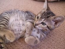 another picture of Kermit, a Domestic Short Hair brown tabby