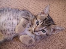 picture of Kermit, a Domestic Short Hair brown tabby