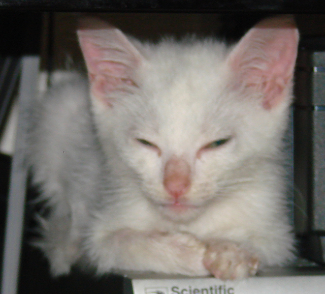 picture of Bunny, a Domestic Short Hair white