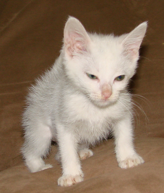 picture of Bunny, a Domestic Short Hair white