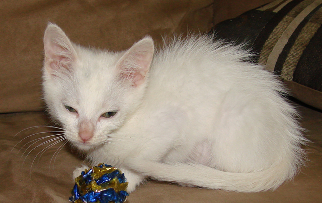 picture of Bunny, a Domestic Short Hair white
