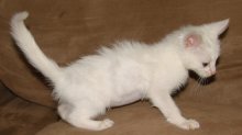 picture of Bunny, a Domestic Short Hair white