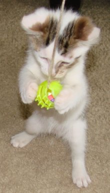 another picture of Apachee, a Domestic Short Hair white/brown tabby