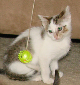 picture of Apachee, a Domestic Short Hair white/brown tabby