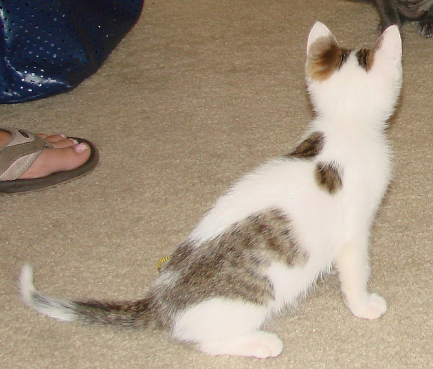 picture of Apachee, a Domestic Short Hair white/brown tabby