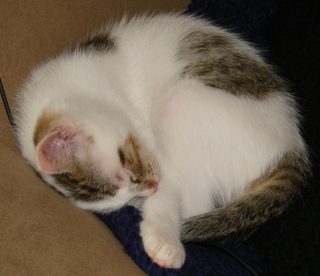 picture of Apachee, a Domestic Short Hair white/brown tabby