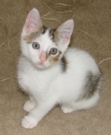 picture of Apachee, a Domestic Short Hair white/brown tabby