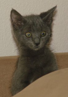 another picture of Pensieve, a Domestic Short Hair gray