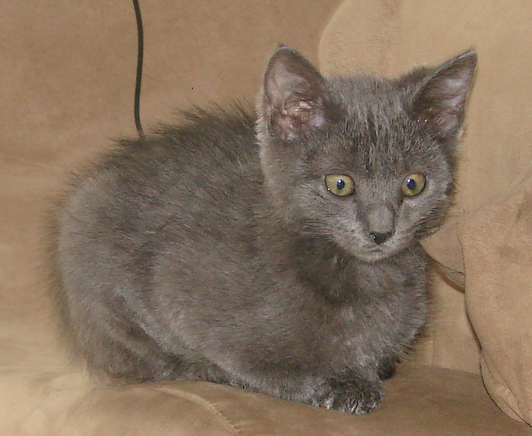 picture of Pensieve, a Domestic Short Hair gray