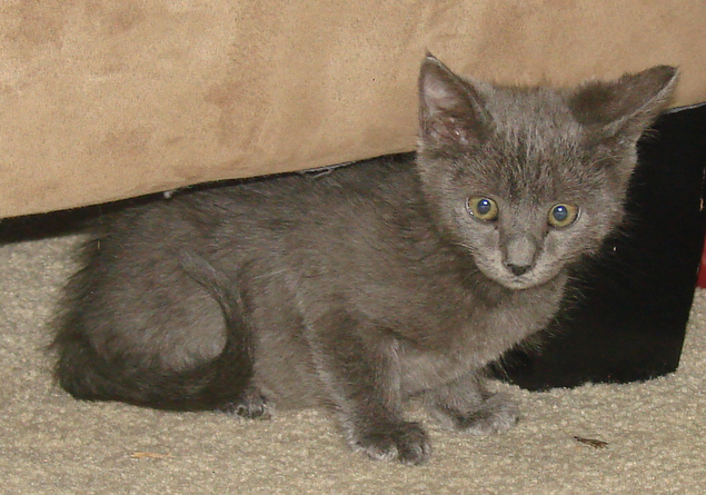 picture of Pensieve, a Domestic Short Hair gray