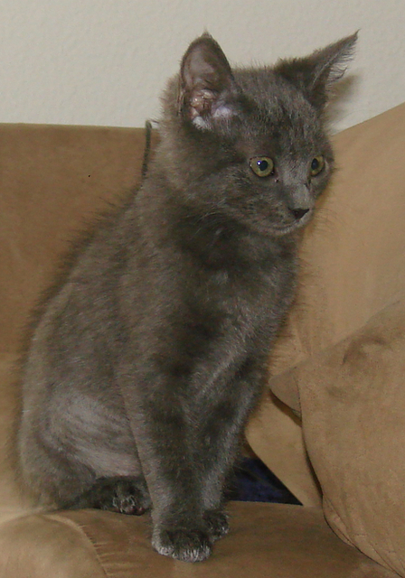 picture of Pensieve, a Domestic Short Hair gray