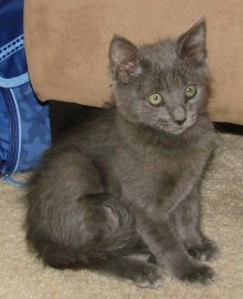 picture of Pensieve, a Domestic Short Hair gray