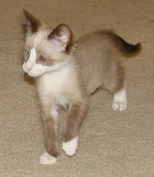 another picture of Banshee, a Siamese/Domestic Short Hair-x ragdoll-patch