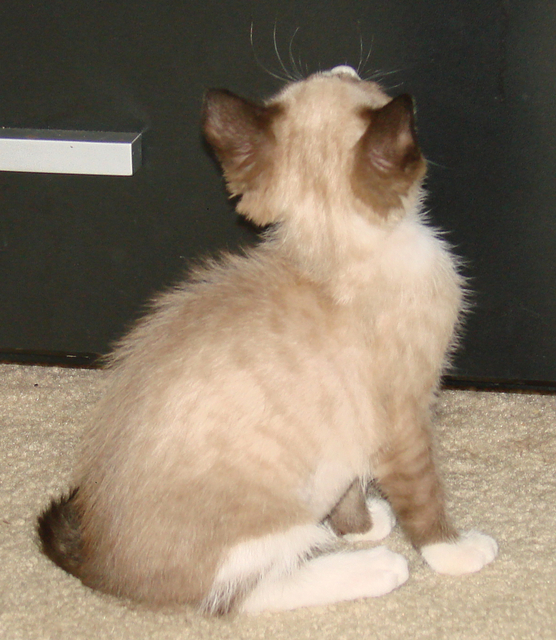 picture of Banshee, a Siamese/Domestic Short Hair-x ragdoll-patch