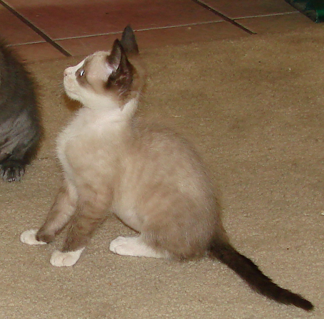 picture of Banshee, a Siamese/Domestic Short Hair-x ragdoll-patch