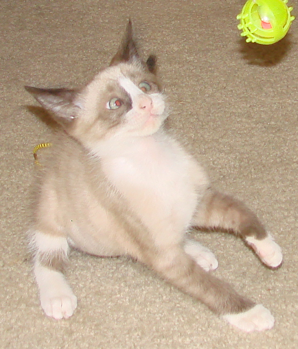 picture of Banshee, a Siamese/Domestic Short Hair-x ragdoll-patch