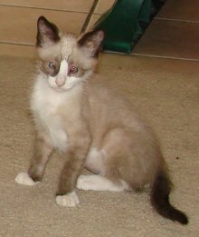picture of Banshee, a Siamese/Domestic Short Hair-x ragdoll-patch
