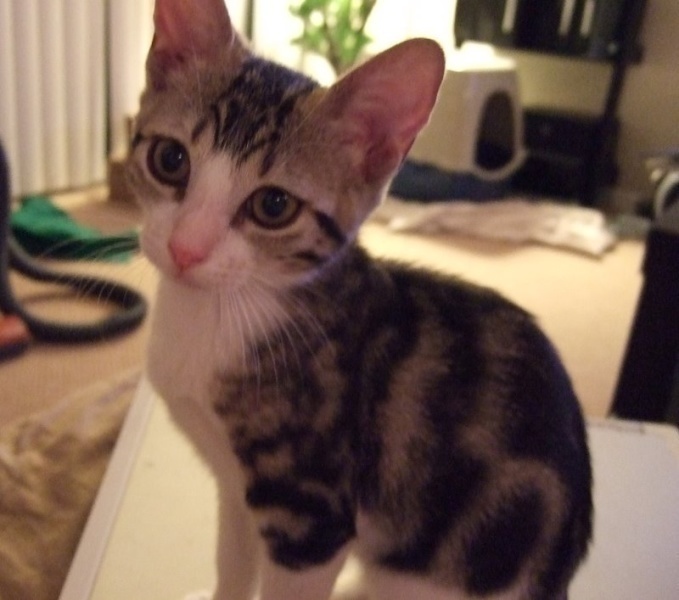 [picture of Izzy, a Domestic Short Hair tabby/white cat]