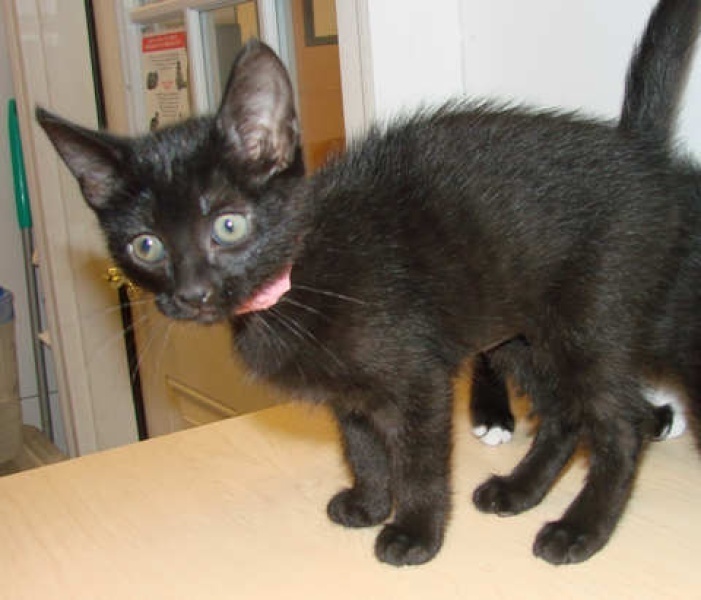 [picture of Ducky, a Domestic Short Hair black cat]