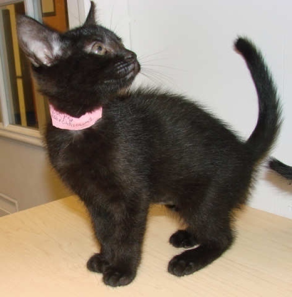[picture of Ducky, a Domestic Short Hair black cat]