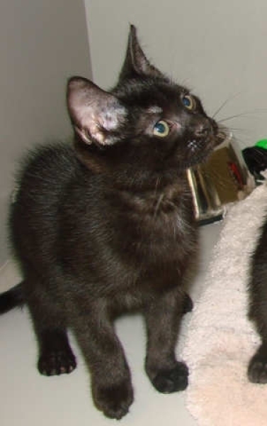 [picture of Petrie, a Domestic Short Hair black cat]
