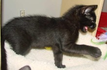[picture of Petrie, a Domestic Short Hair black cat]