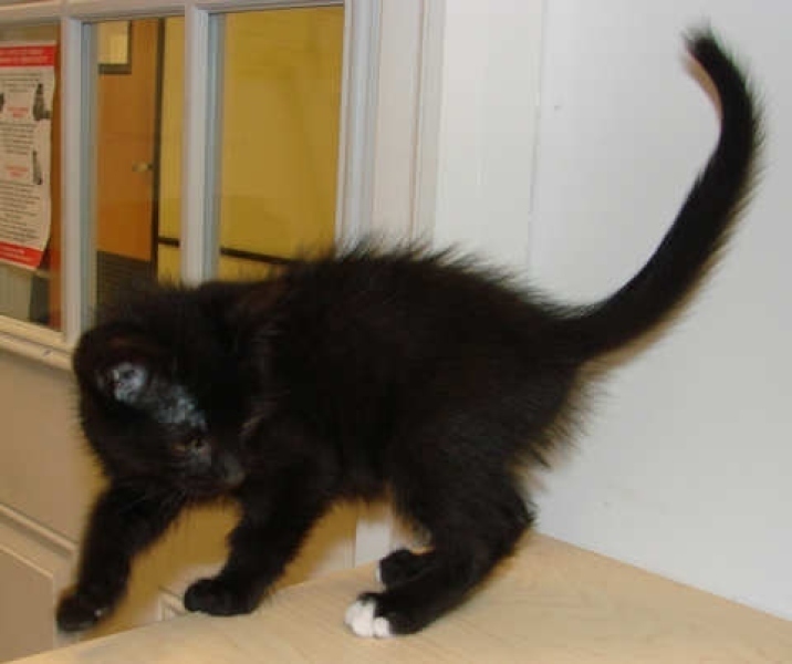 [picture of Littlefoot, a Domestic Short Hair black/white cat]