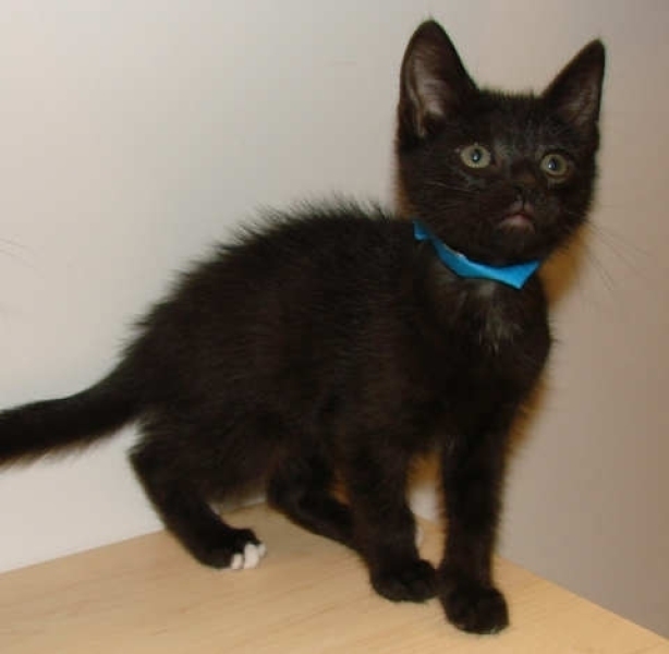 [picture of Littlefoot, a Domestic Short Hair black/white cat]