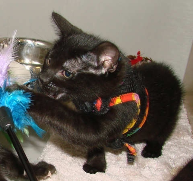[picture of Cera, a Domestic Short Hair black cat]