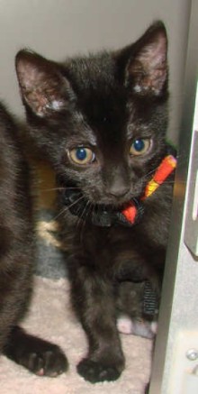 [picture of Cera, a Domestic Short Hair black cat]