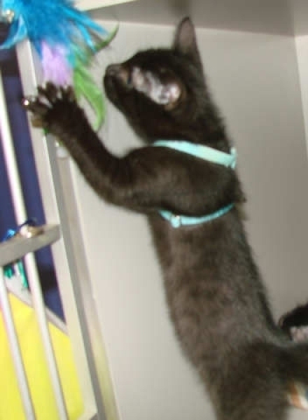 [picture of Spike, a Domestic Short Hair black cat]