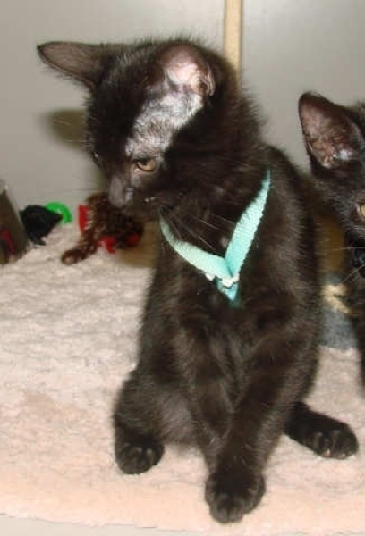[picture of Spike, a Domestic Short Hair black cat]