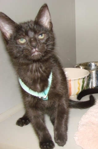 [picture of Spike, a Domestic Short Hair black cat]