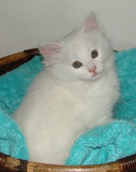 [picture of Snowball, a Domestic Long Hair white cat]