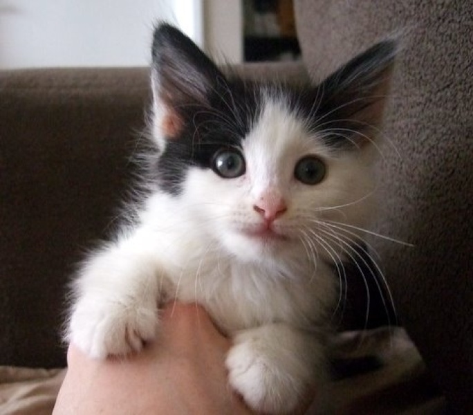 [picture of Hazel AKA Slush, a Domestic Long Hair white/black cat]