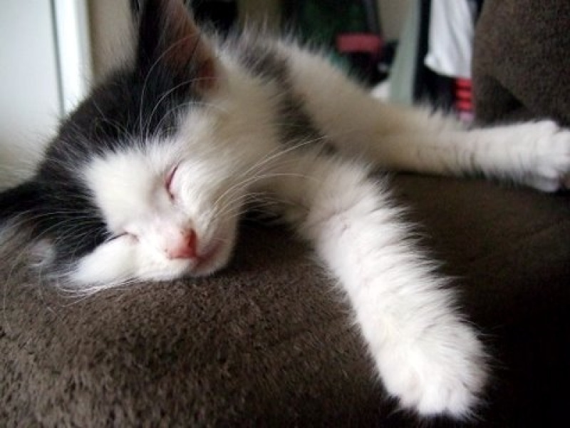 [picture of Hazel AKA Slush, a Domestic Long Hair white/black cat]