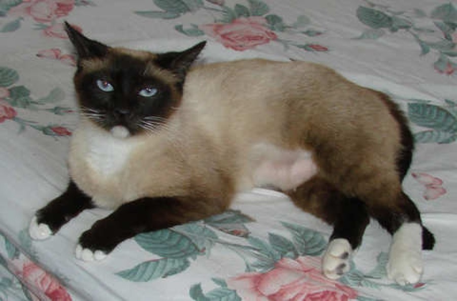 [picture of China, a Siamese/Domestic Short Hair-x chocolate point cat]