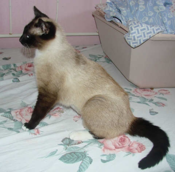 [picture of China, a Siamese/Domestic Short Hair-x chocolate point cat]