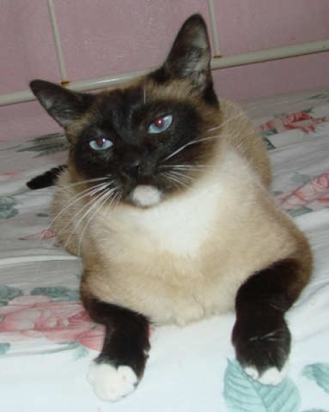 [picture of China, a Siamese/Domestic Short Hair-x chocolate point cat]