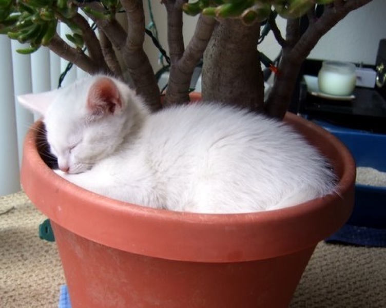 [picture of Jasper, a Domestic Short Hair white cat]