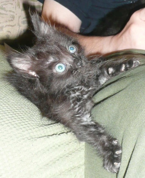 [picture of Wulf FKA Princess Toadstool, a Domestic Long Hair smoke cat]