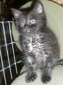 [picture of Wulf FKA Princess Toadstool, a Domestic Long Hair smoke\ cat] 