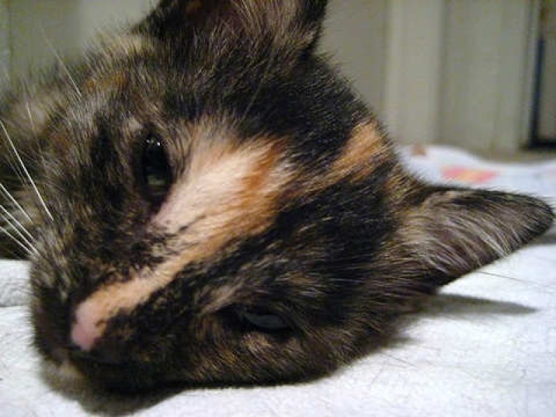 [picture of Sandy, a Domestic Short Hair tortoiseshell cat]
