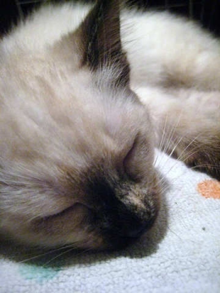 [picture of Sushi, a Siamese/Domestic Short Hair-x sealpoint cat]