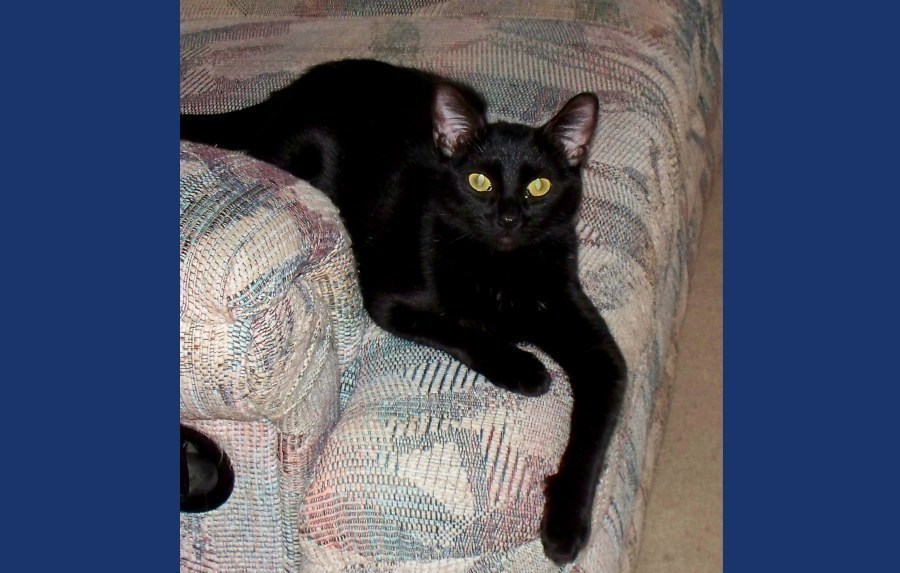 [picture of Mimi, a Domestic Short Hair black cat]