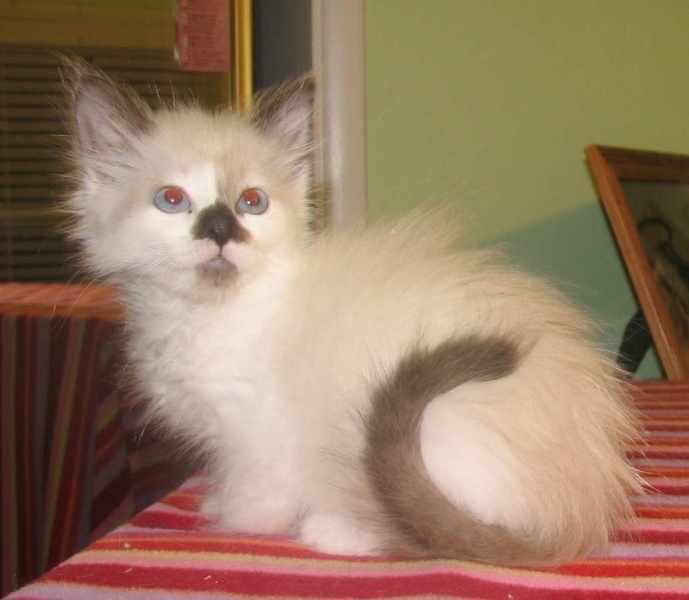 [picture of Ellie AKA Newbie, a Snowshoe/Domestic Medium Hair-x snowshoe cat]