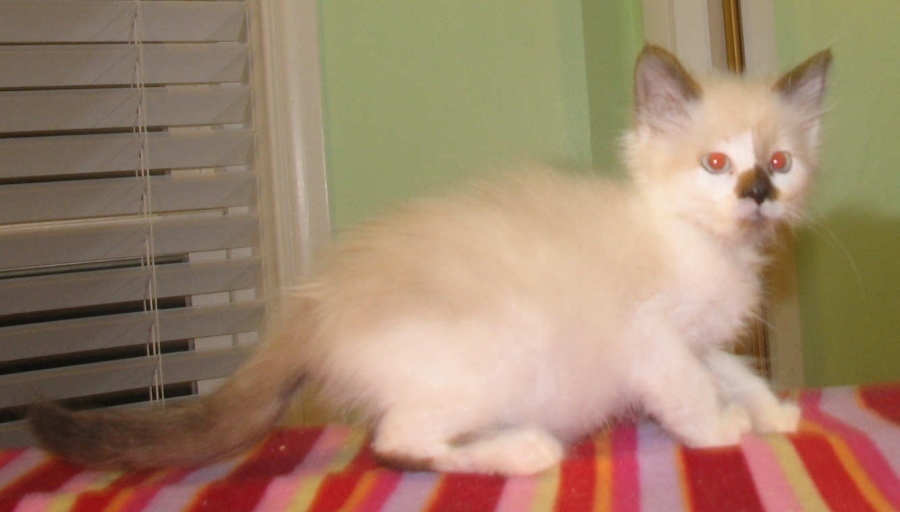 [picture of Ellie AKA Newbie, a Snowshoe/Domestic Medium Hair-x snowshoe cat]