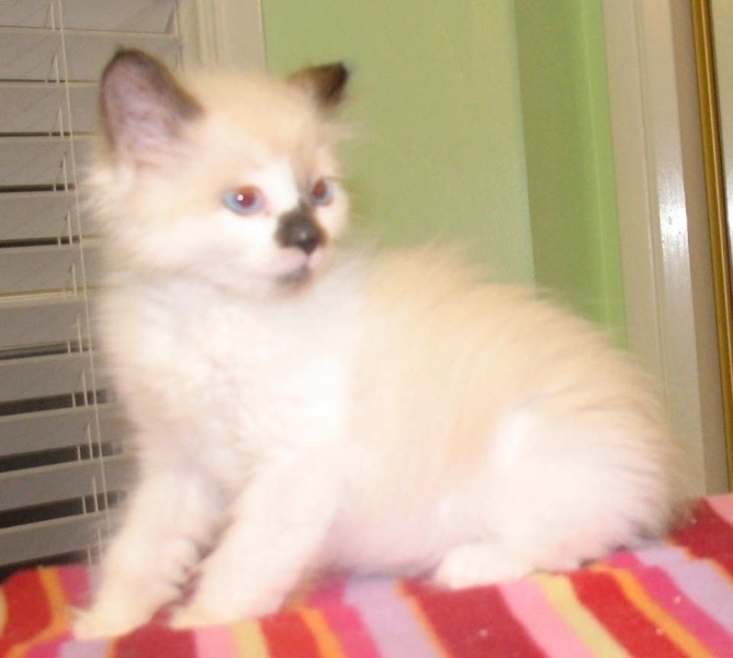 [picture of Ellie AKA Newbie, a Snowshoe/Domestic Medium Hair-x snowshoe cat]